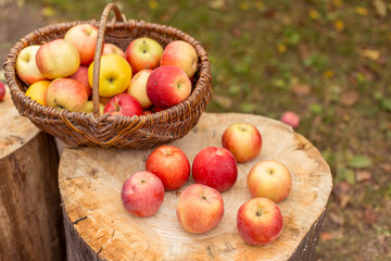Organic ripe fruit (apples) in basket on wooden stump.  Autumn nature concept. 