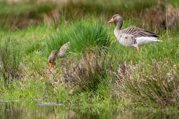 Geese family