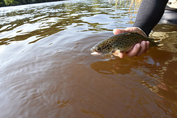 Fototapeta premium Fly-fisherman catching sea trout in river