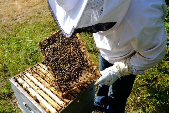 Un apiculteur inspectant un cadre de ruche avec des abeilles