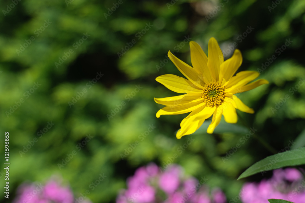 Wall mural yellow flower isolated