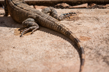 Leguan geniesst die Hitze Mexikos