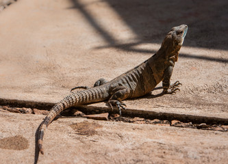Leguan geniesst die Hitze Mexikos