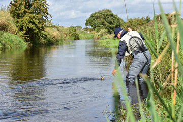 Fly-fisherman catching trout in irish river