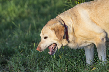 cute labrador dog
