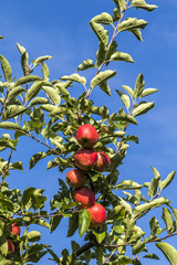 Red apples grow on a branch against blue sky