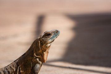 Leguan geniesst die Hitze Mexikos