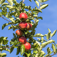 Red apples grow on a branch against blue sky