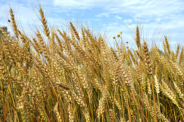 Field with ripe ears of wheat full grain