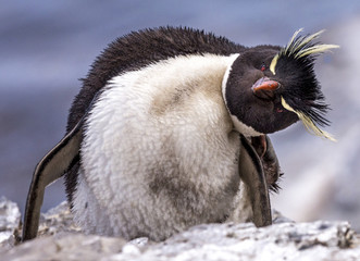 Southern Rockhopper Penguin © Roger