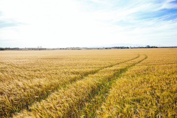 Wheat field with tractor tracks under bright sky