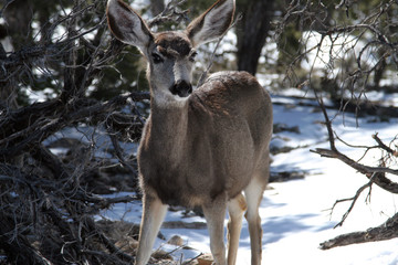 Deer in Snow