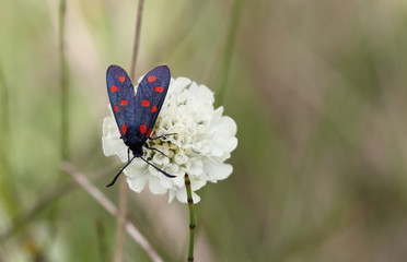 Beautiful butterfly sits on a beautiful flower white