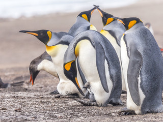 Fototapeta premium King Penguin nurturing chick