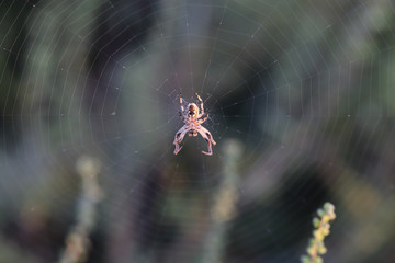 Spider hanging over the green abyss