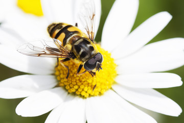 Bee collecting nectar on marguerite flower