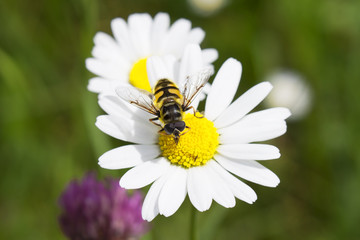 Bee collecting nectar on marguerite flower