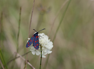 Butterfly whose wings are black with red dots sits on a white flower and drinks nectar