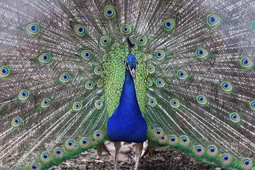 Fototapeta premium Beautiful peacock