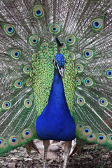 Beautiful peacock