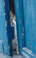 cat behind gate