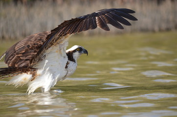 Bathing Osprey
