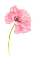 pink poppy
