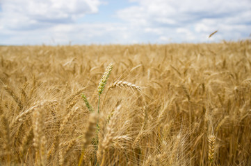 Spikelets in a wheat field