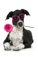 Welpe mit Brille und Blume