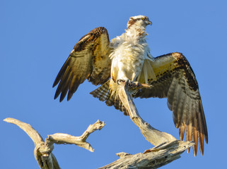 Drying Osprey