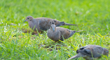 Mourning Doves, Turtle Doves (Zenaida macroura) feeding in green grass, searching for bird seed that is scattered there.
