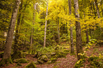 Pathway throught the beautiful autumn forest near Brienz, Bernese Highlands, Switzerland