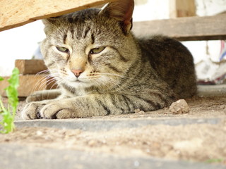 Уличный кот греется на солнце.