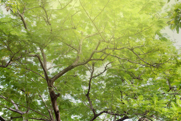 green treetop and color flare effect