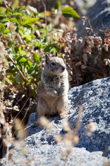 Californian ground squirrel