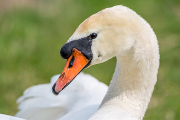 Swan portrait