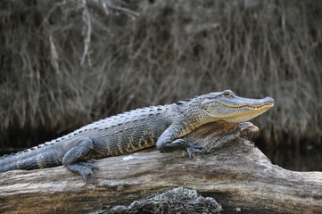 Young Gator 2