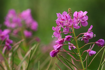 Blooming Sally. Willowherb. (Epilobium Angustifolium) 