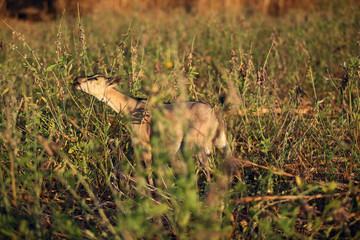 lonley goat eating grass