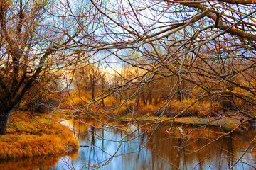 .Autumn landscape. Branches of a tree on a background of forest and river.