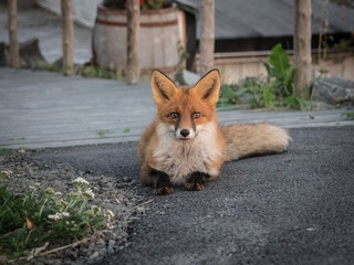 Norwegian Fox