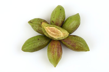 Terminalia arjuna Wight and Arn., Medicinal herbs.