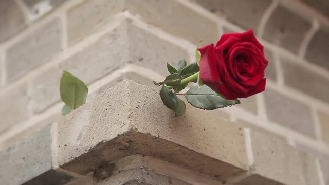 a single red rose adorns the stone ledge homes