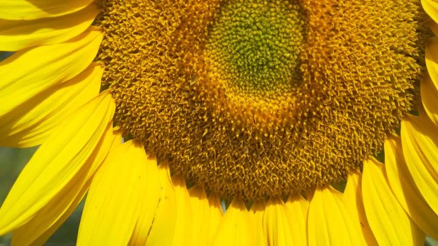 sunflower close up 4k natural energy yellow big flower sun summer time organic natural no GMO non modified genetically pure renewable energy power big petals healthy fresh blue sky bright sunny