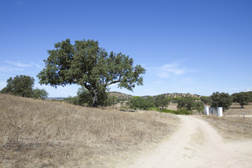 Landescape of Alentejo