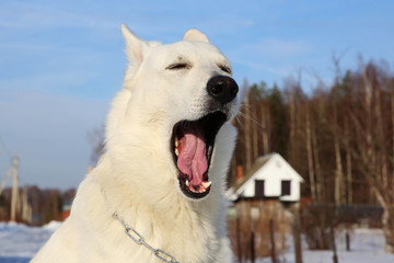 Yawning white Swiss shepherd dog 