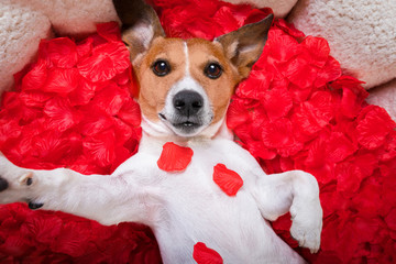 dog love rose valentines selfie