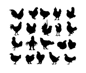 Big collection of cock and hen s black silhouettes