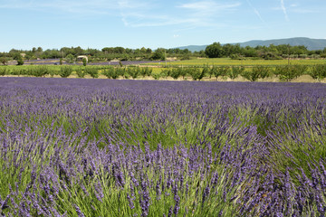 Obraz premium Champ de lavande dans le Lubéron - Vaucluse - Provence
