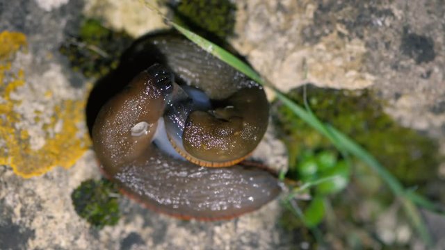 Slugg Bilder – Durchsuchen 261 Archivfotos, Vektorgrafiken und Videos ...